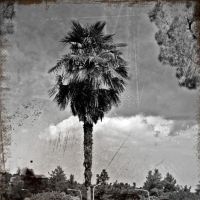 AZIRALILI_The Palm